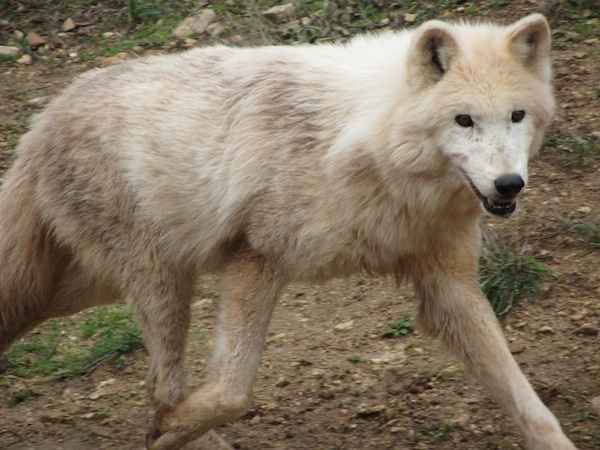 Alaskan timber wolf