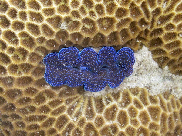 The eyes of a clam embedded in a coral head