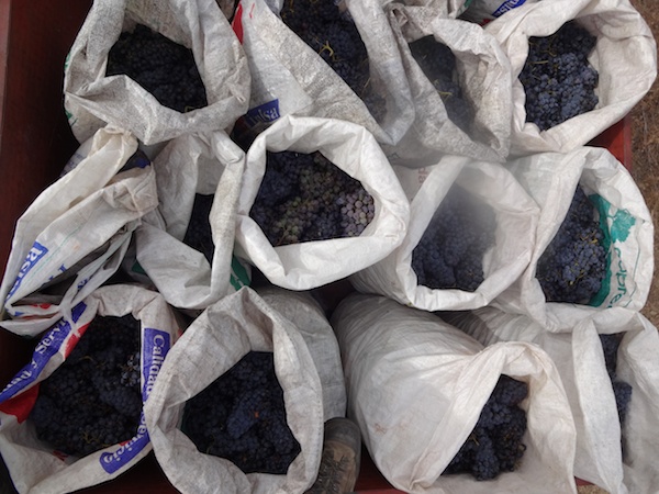 Twenty sacks of wine grapes, not too shabby