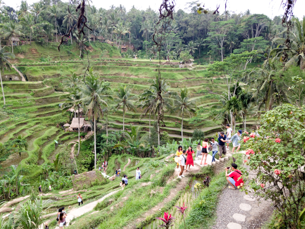 Tegallalang Rice Terraces