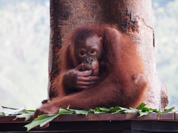 Breakfast with the Orang-Utan