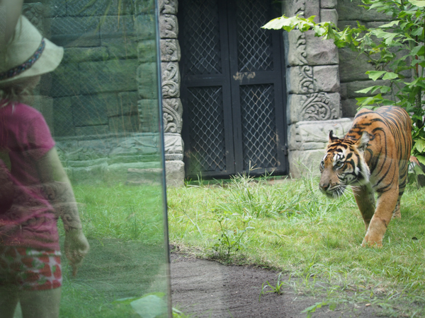 Tiger and small girl