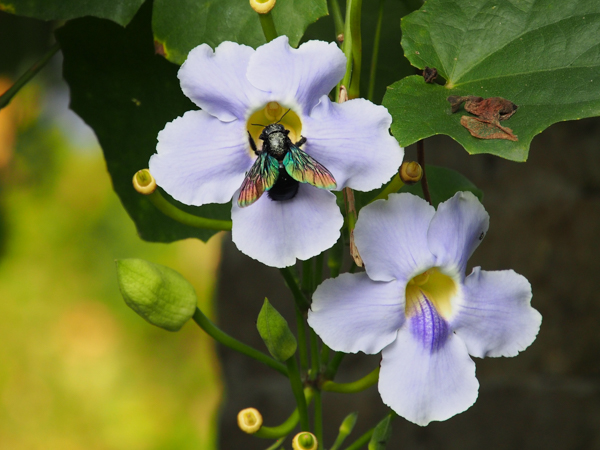 Tropical carpenter bee Xylocopa latipes