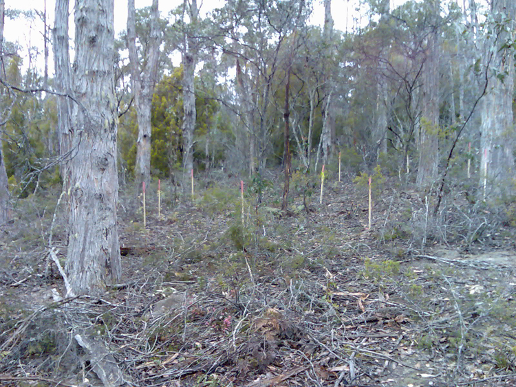 Where shall we put our house? How about right here? Staking it out in 2008.