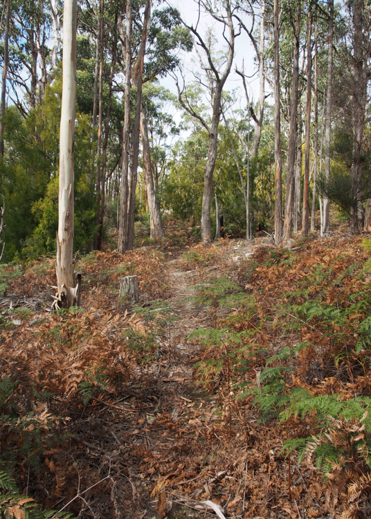 Top of the track, near the cleared site, in 2018