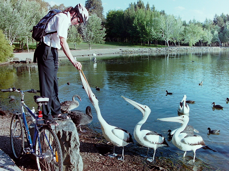 Feeding the pelicans