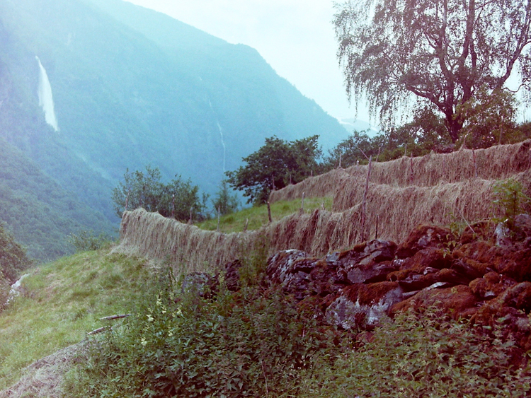 Drying hay along Rallarvegen near Flam