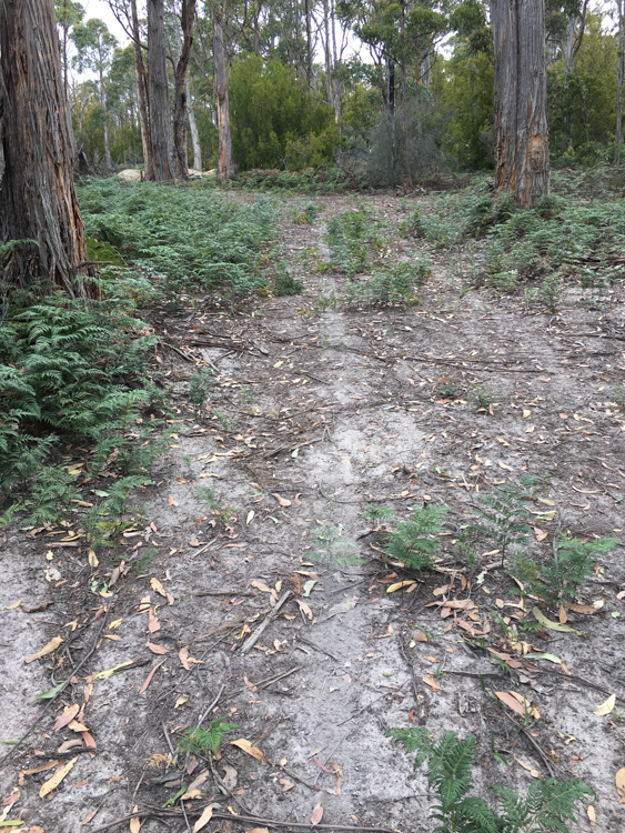 The upper part of the track in the forest