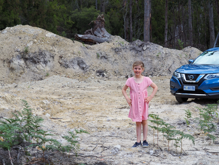 Berrima on the freshly levelled are in the forest