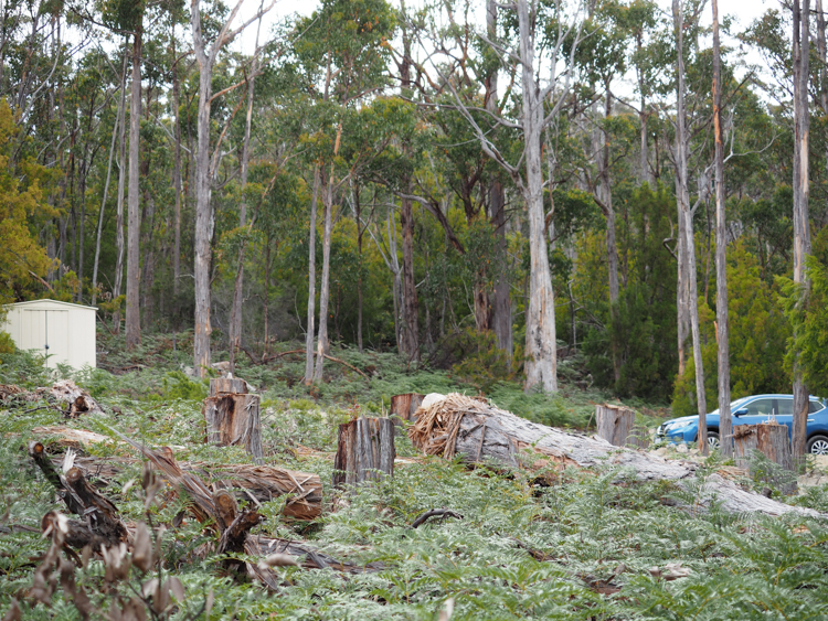 Proposed site of the house in the forest