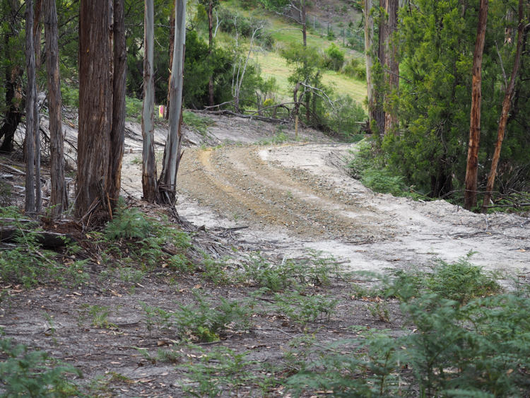 The lower part of the track in the forest