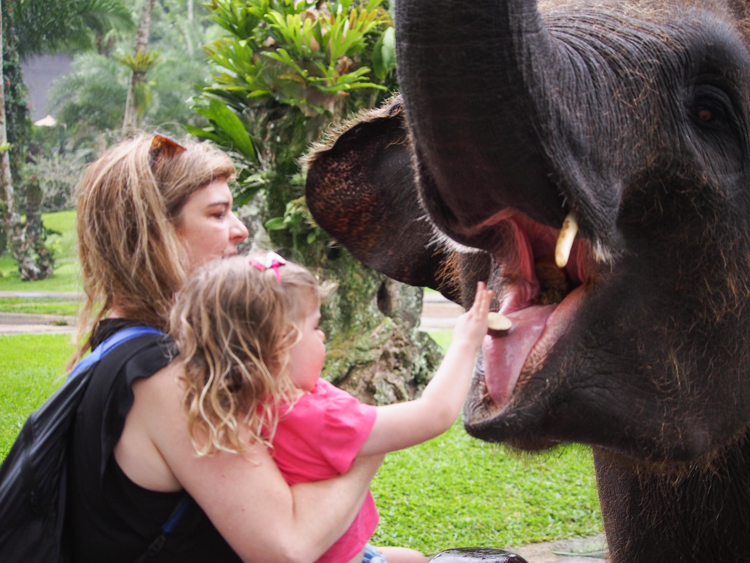 Berrima feeds the elephant