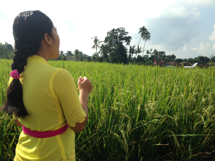 Rice paddy, almost ready to harvest