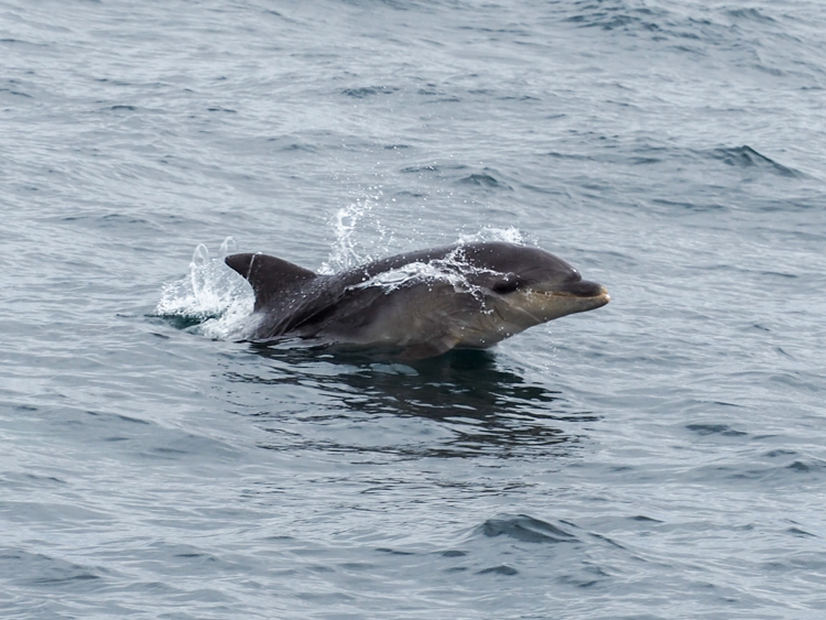 Bottlenose dolphin off Bruny Island