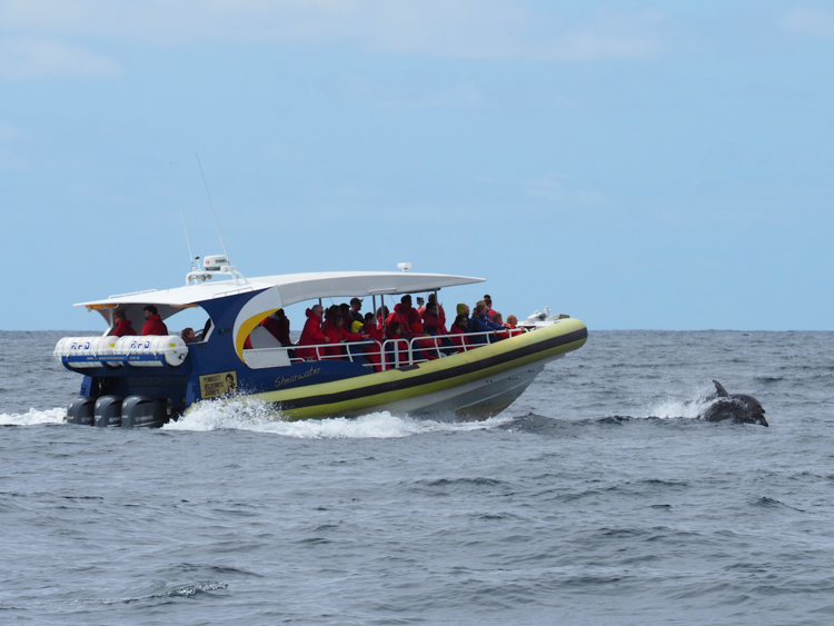 A Pennicott Wilderness Journeys yellow RIB (and a dolphin) off Bruny Island