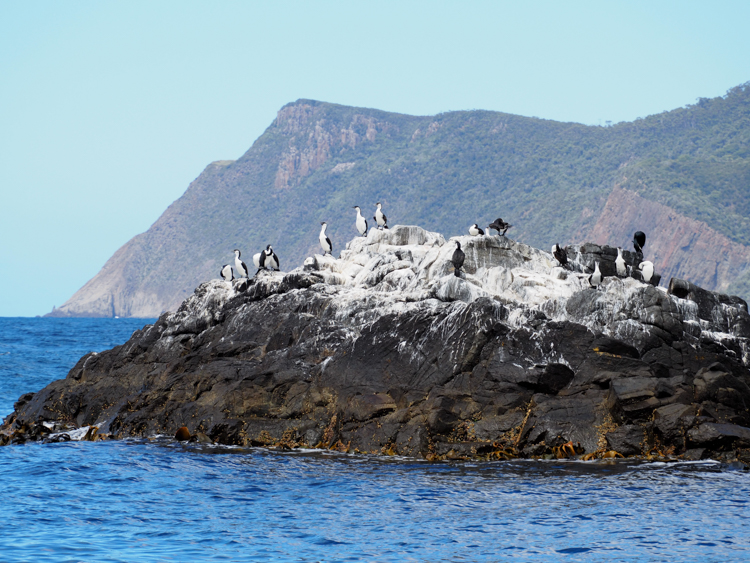 White-fronted cormorants off Bruny Island