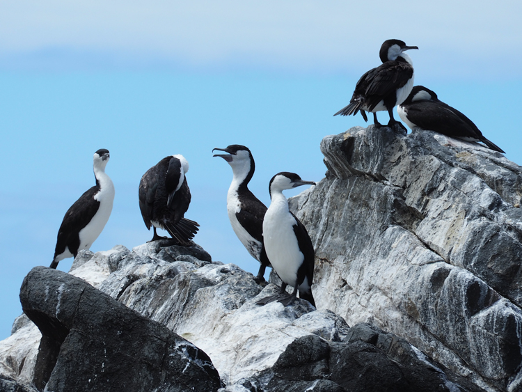 White-fronted cormorants off Bruny Island