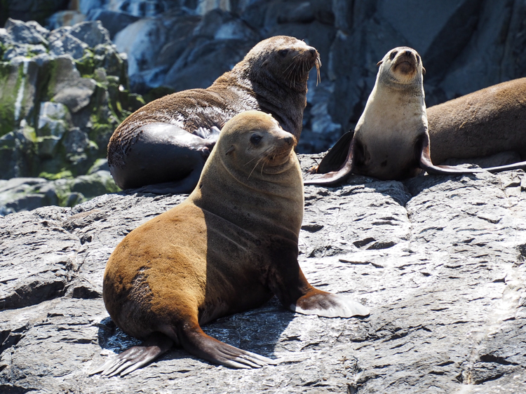 Young male Australian Fur Seals at Friar Rocks, South Bruny Island