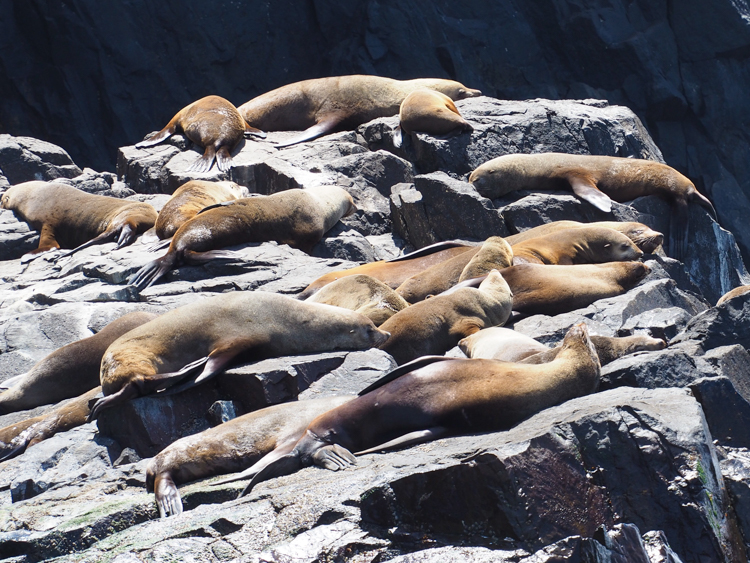 Colony of male Australian Fur Seals at Friar Rocks, South Bruny Island