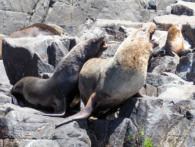 Male Australian Fur Seals acting cantankerous