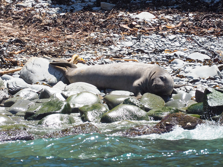 Elephant Seal at the Friars