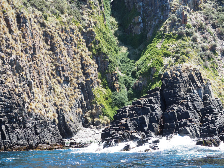 A great site for a colony of male Long Nosed Fur Seals