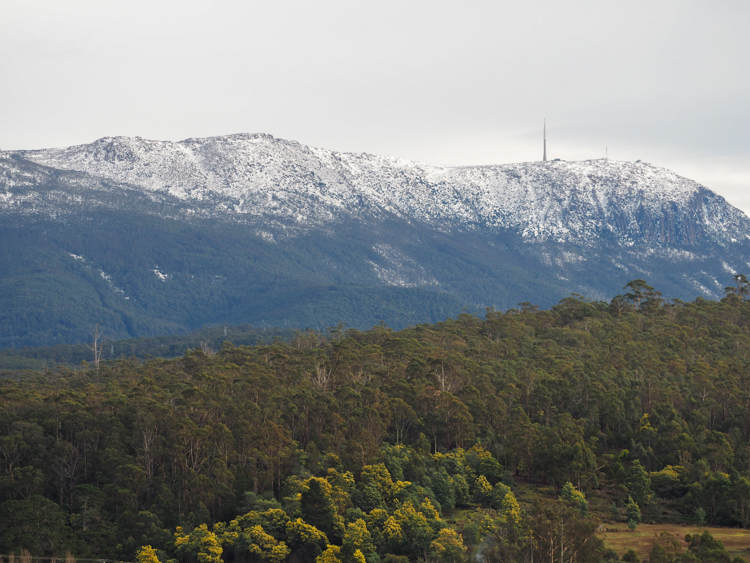 Snow on Mount Wellington, with wattle trees blooming below