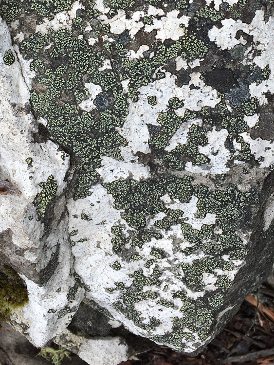 Map Lichen