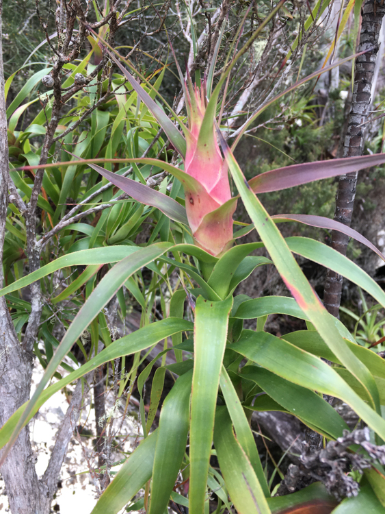 Dragon Leaf Rice Plant