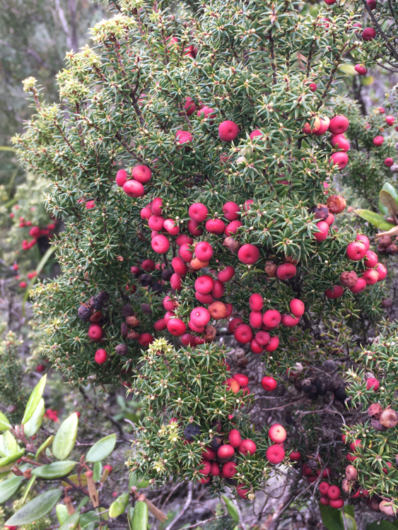 Pink mountain berry