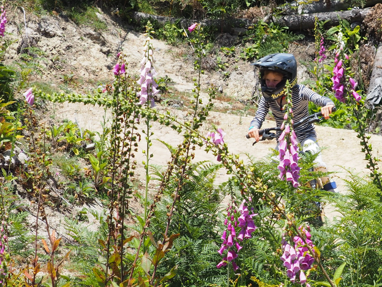 Berrima and foxgloves at Maydena