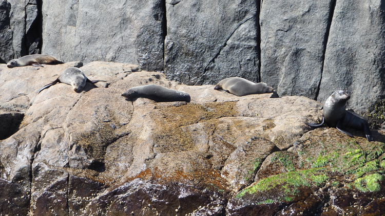 Long-nosed fur seals in Port Arthur Bay