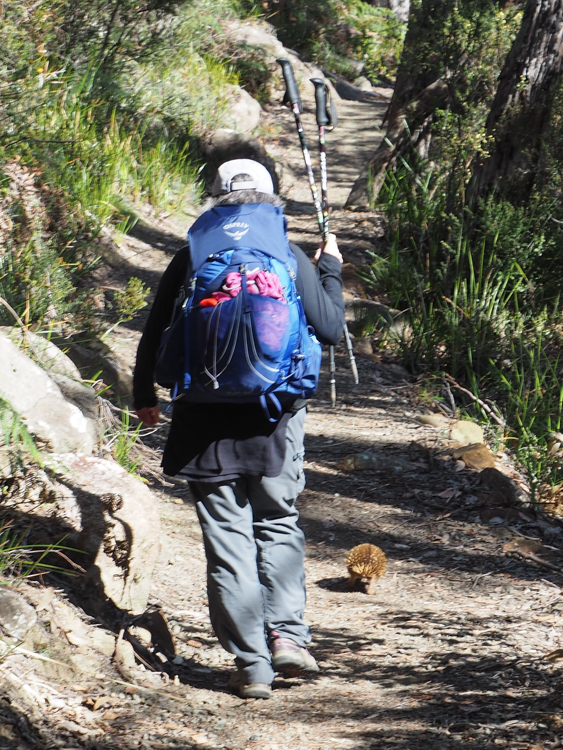 Sharing the Three Capes Track with an echidna