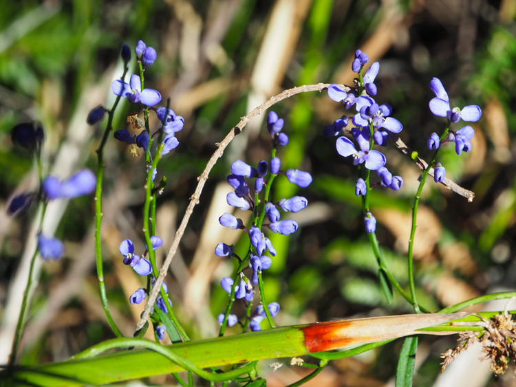 Purple Love Creeper in flower on the Thee Capes Track