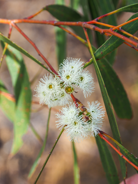 Black Peppermint Eucalyptus amygdalina in flower