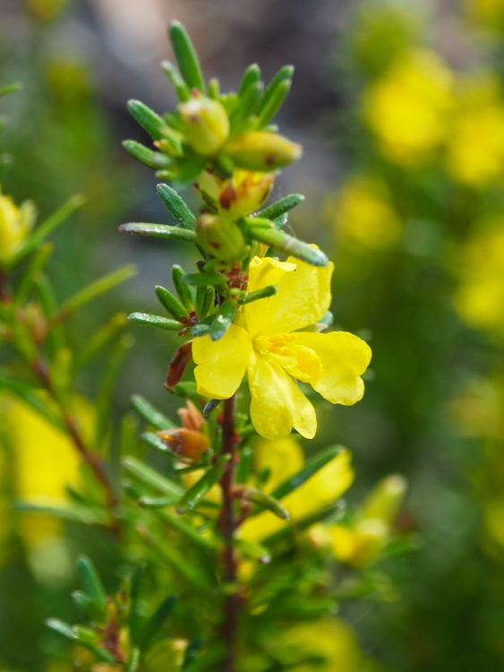 Erect Guineaflower Hibbertia riparia on the Three Capes Track