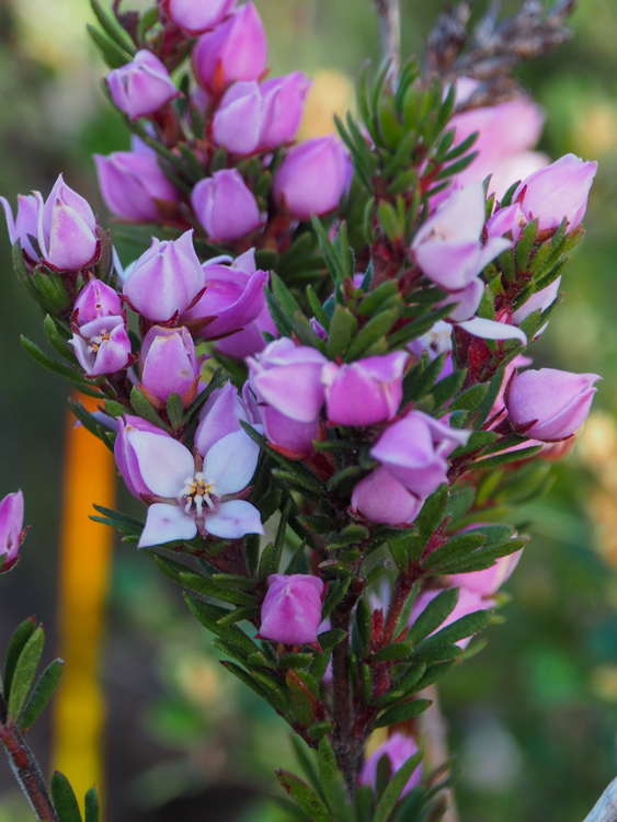 Tasmanian Hairy Boronia in flower on the Three Capes Track. Boronia pilosa tasmaniensis