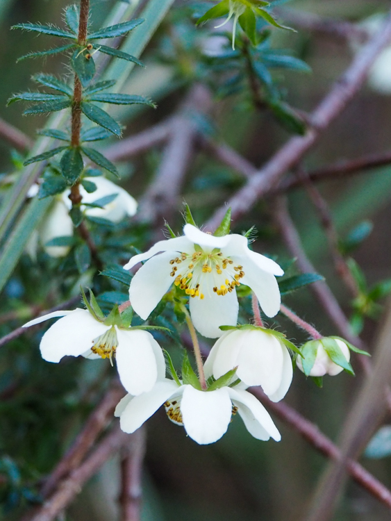 Wiry Bauers Bauers rubioides flowering on the Three Capes Track