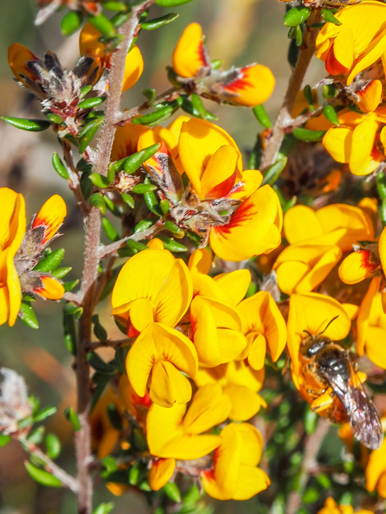 Prickly Beauty Pultenaea juniperini in flower on the Three Capes Track