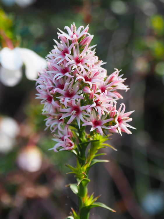 Pink Swampheath Sprengelia incarnata flowering on the Three Capes Track