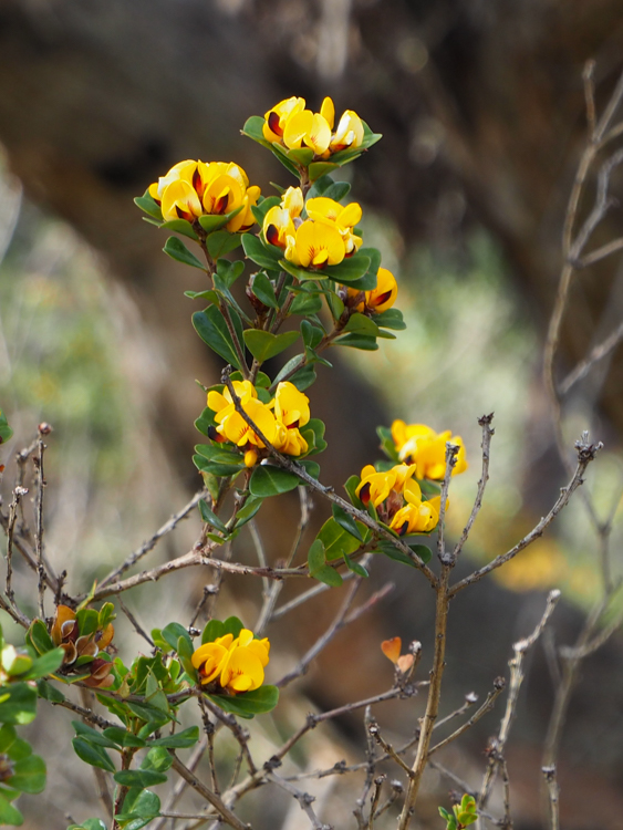 Golden Bushpea flowers