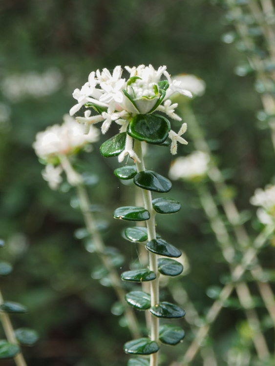 Bushmans Bootlace Pimelea nivea flowering on the Three Capes Track
