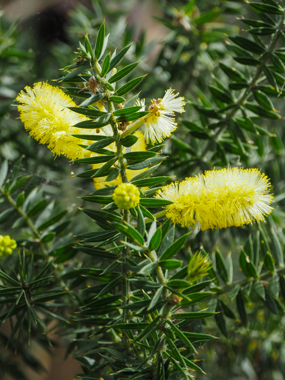 Silver Banksia Banksia marginal flowering on the Three Capes Track