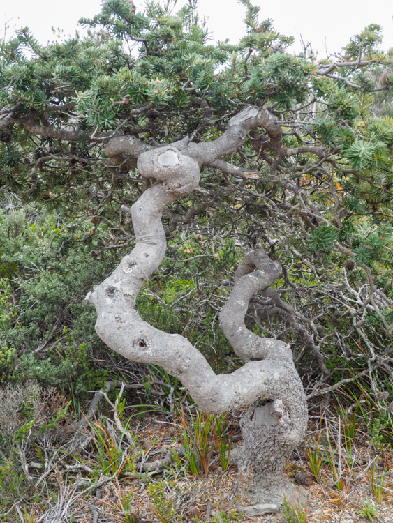 A gnarled Banksia on the Three Capes Track