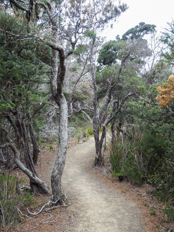 The final stretch of path to Cape Pillar on the Three Capes Track