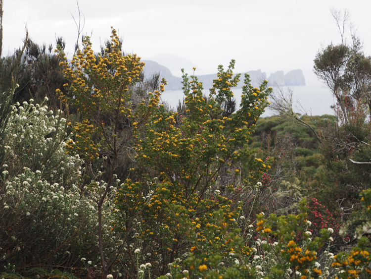 Flowers in the bush