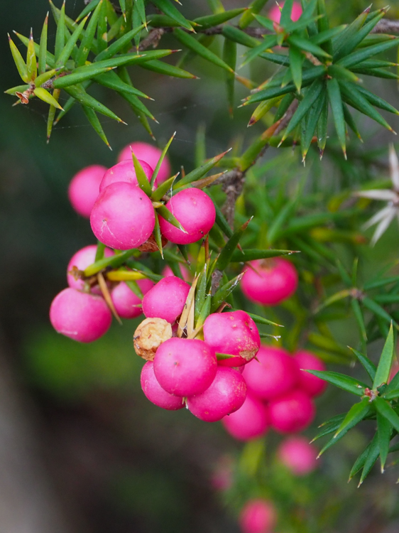 Mountain Pinkberry berries