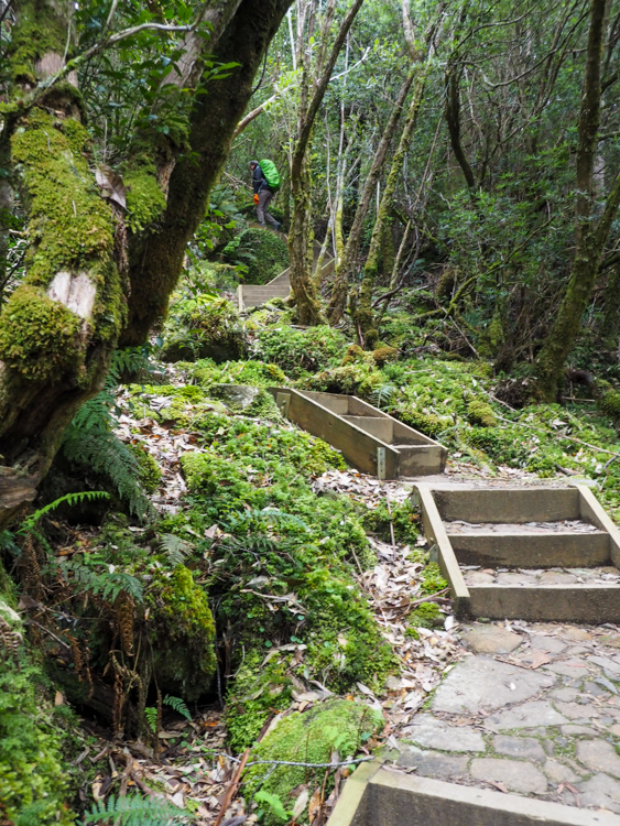 The steps up Mount Fortescue on the Three Capes Track