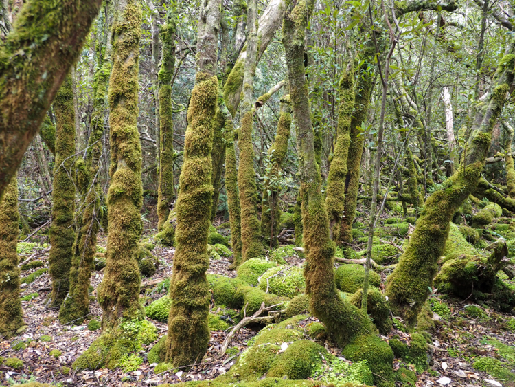 Mossy trees on Mount Fortescue