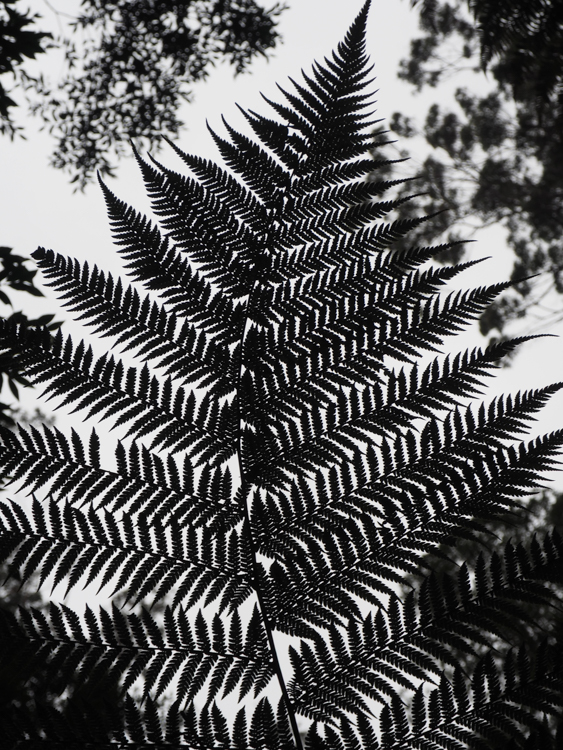 Looking up at the leaf of a Tasmanian (Soft) Tree Fern Dicksonia antarctica 